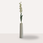 Fritillaria