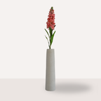 Matthiola koraal
