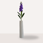 Matthiola paars