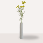 Cosmos geel