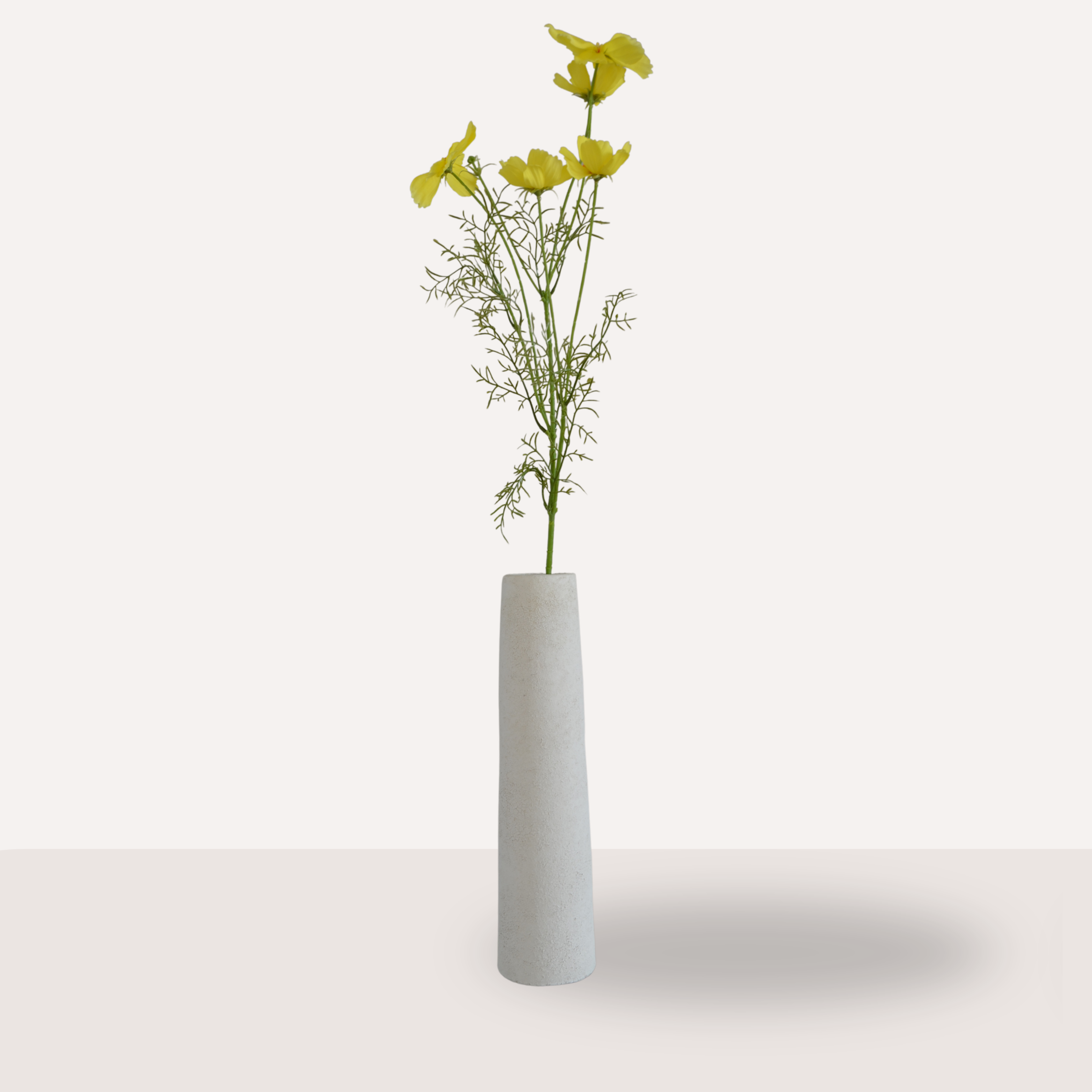 Cosmos geel