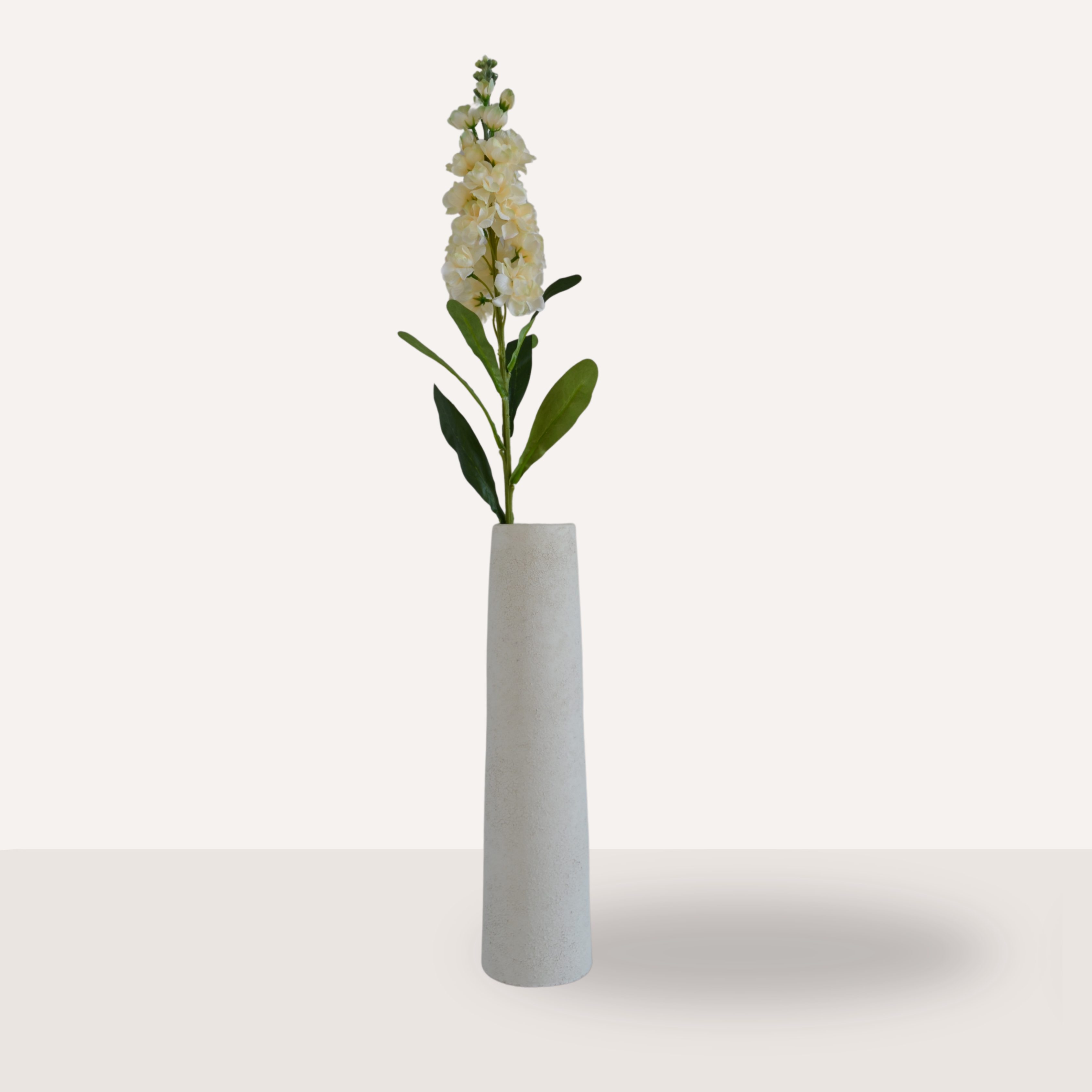 Matthiola crème