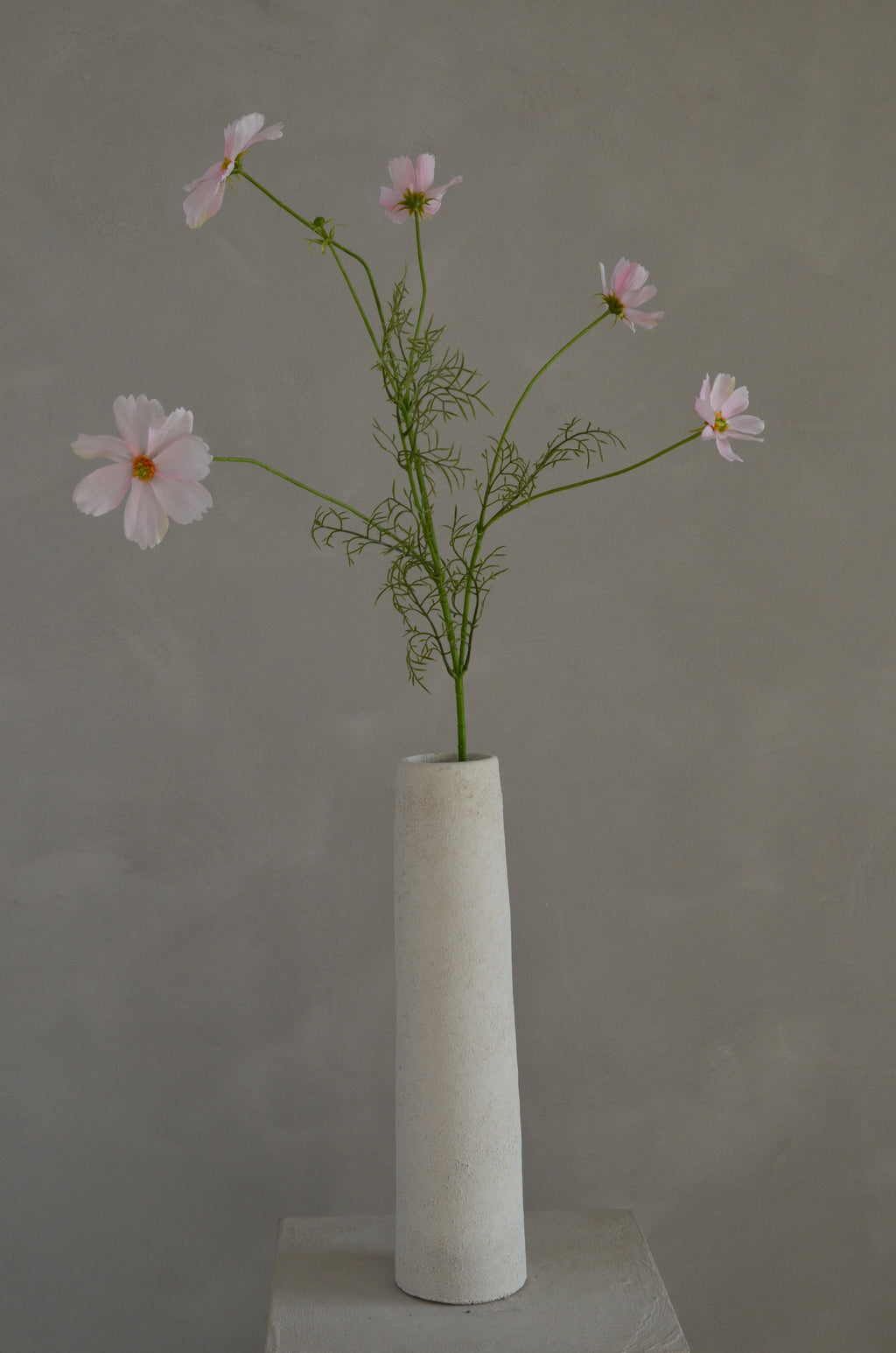 Cosmos roze
