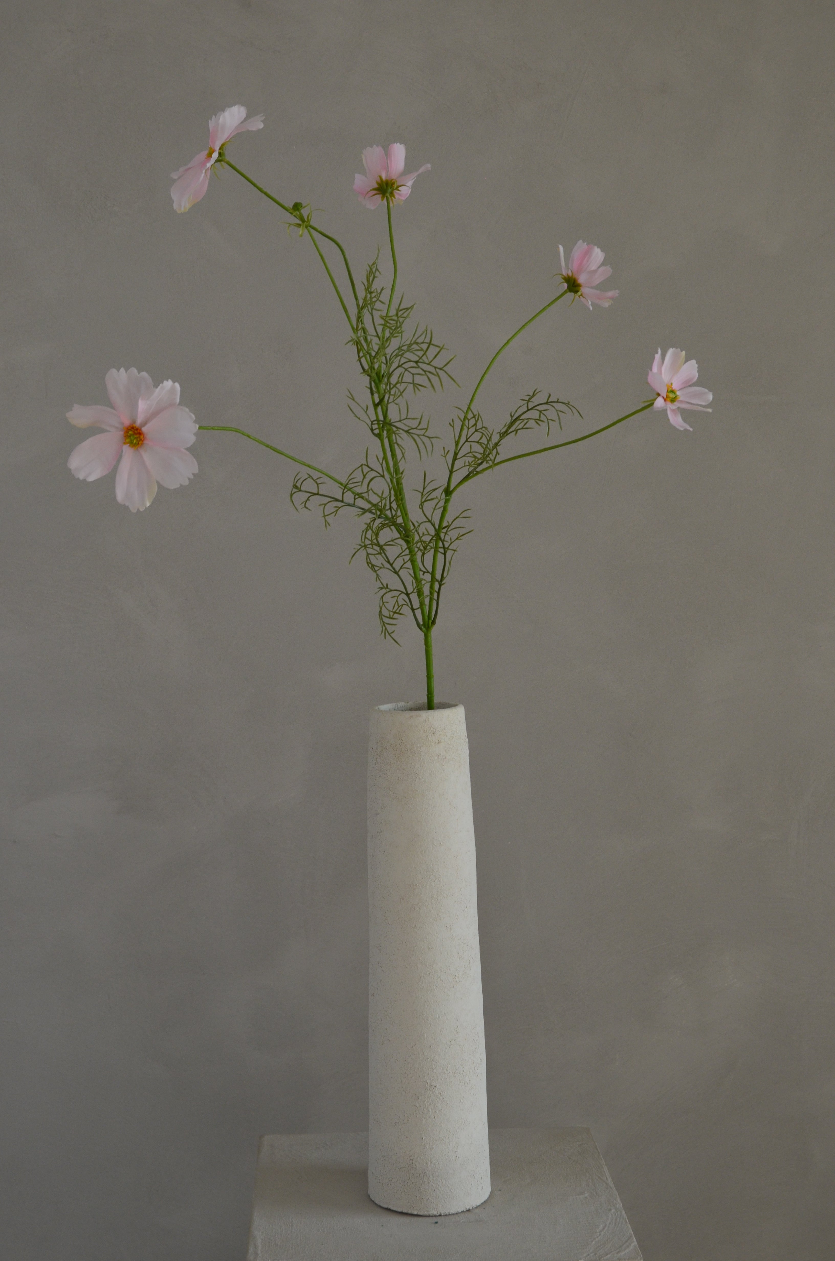 Cosmos roze