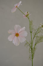 Cosmos roze