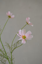 Cosmos roze