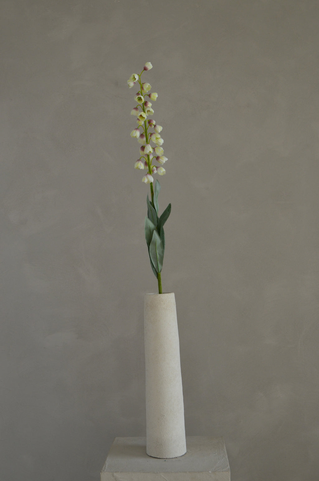 Fritillaria