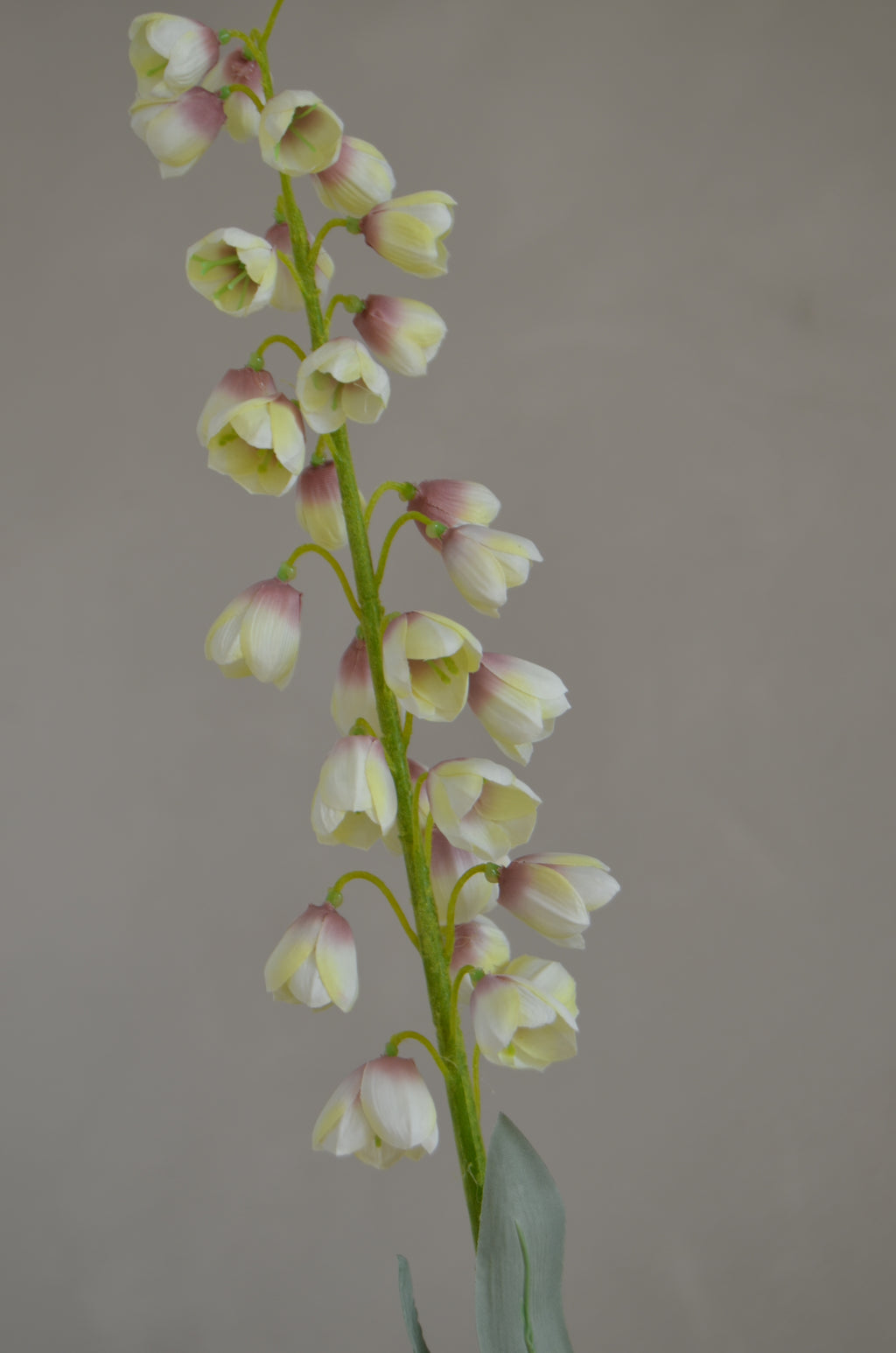 Fritillaria