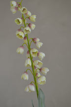 Fritillaria