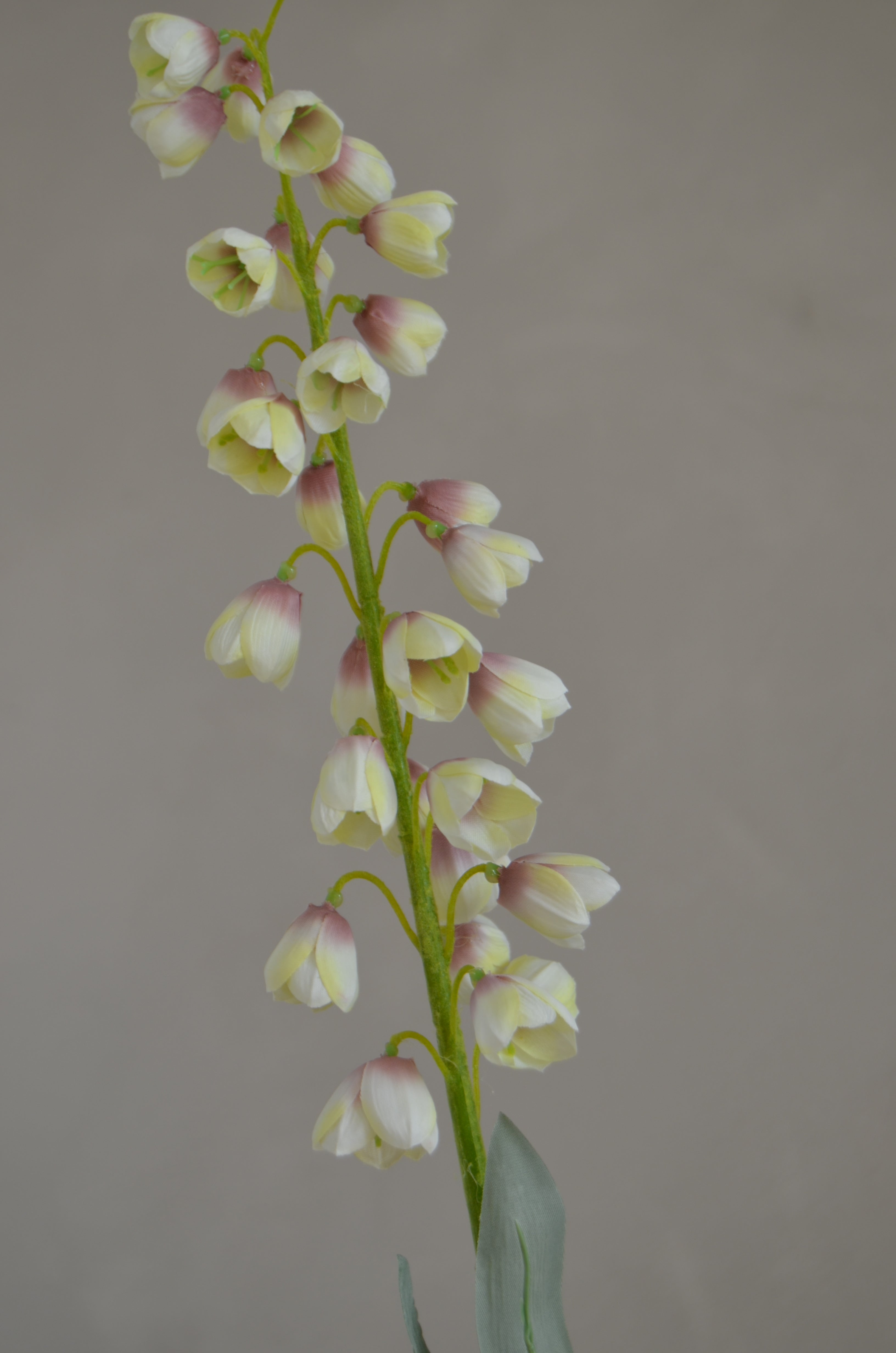 Fritillaria