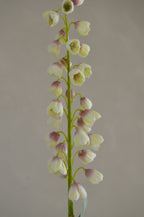 Fritillaria