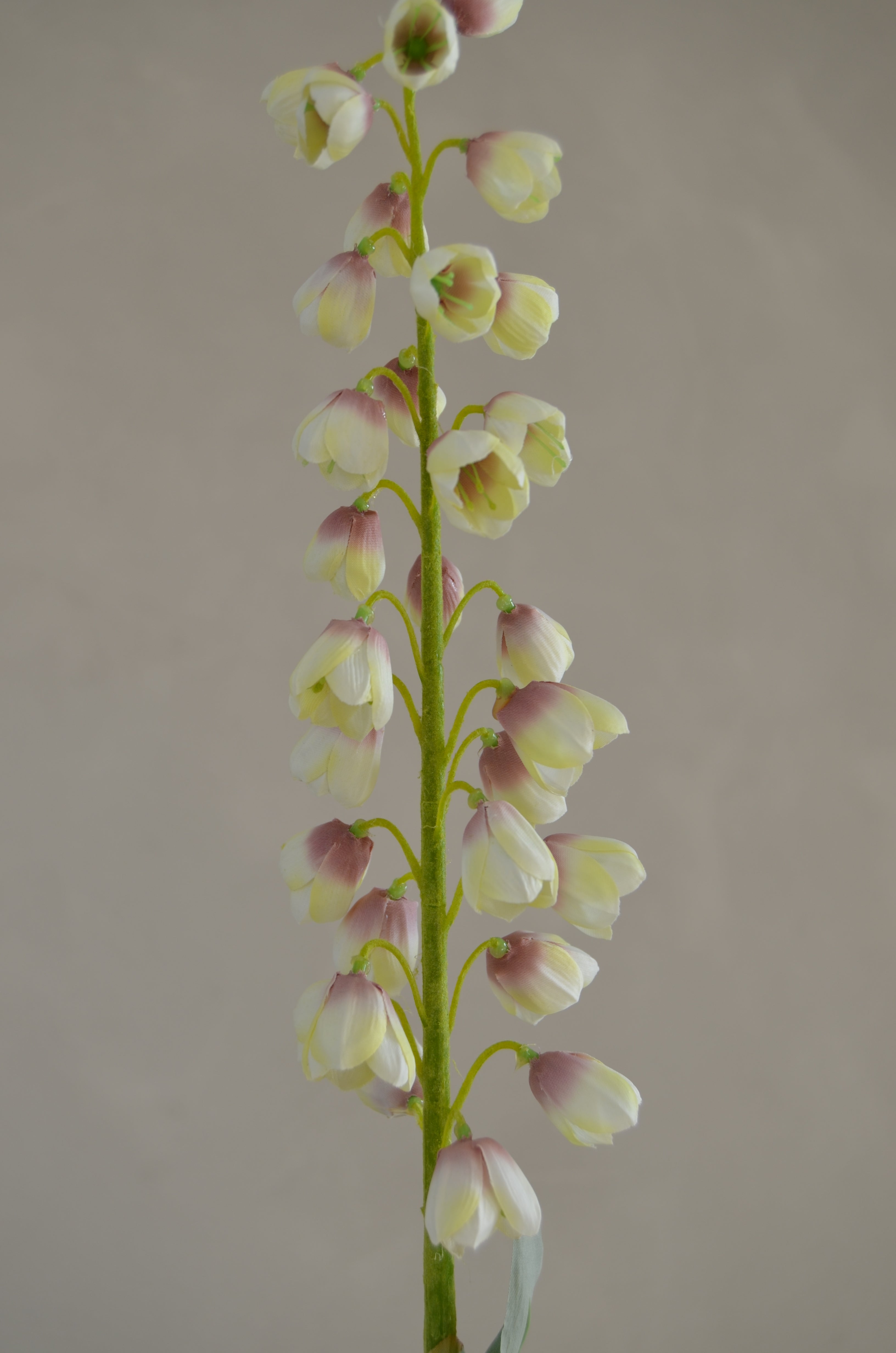 Fritillaria