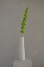 Molucella