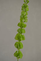 Molucella