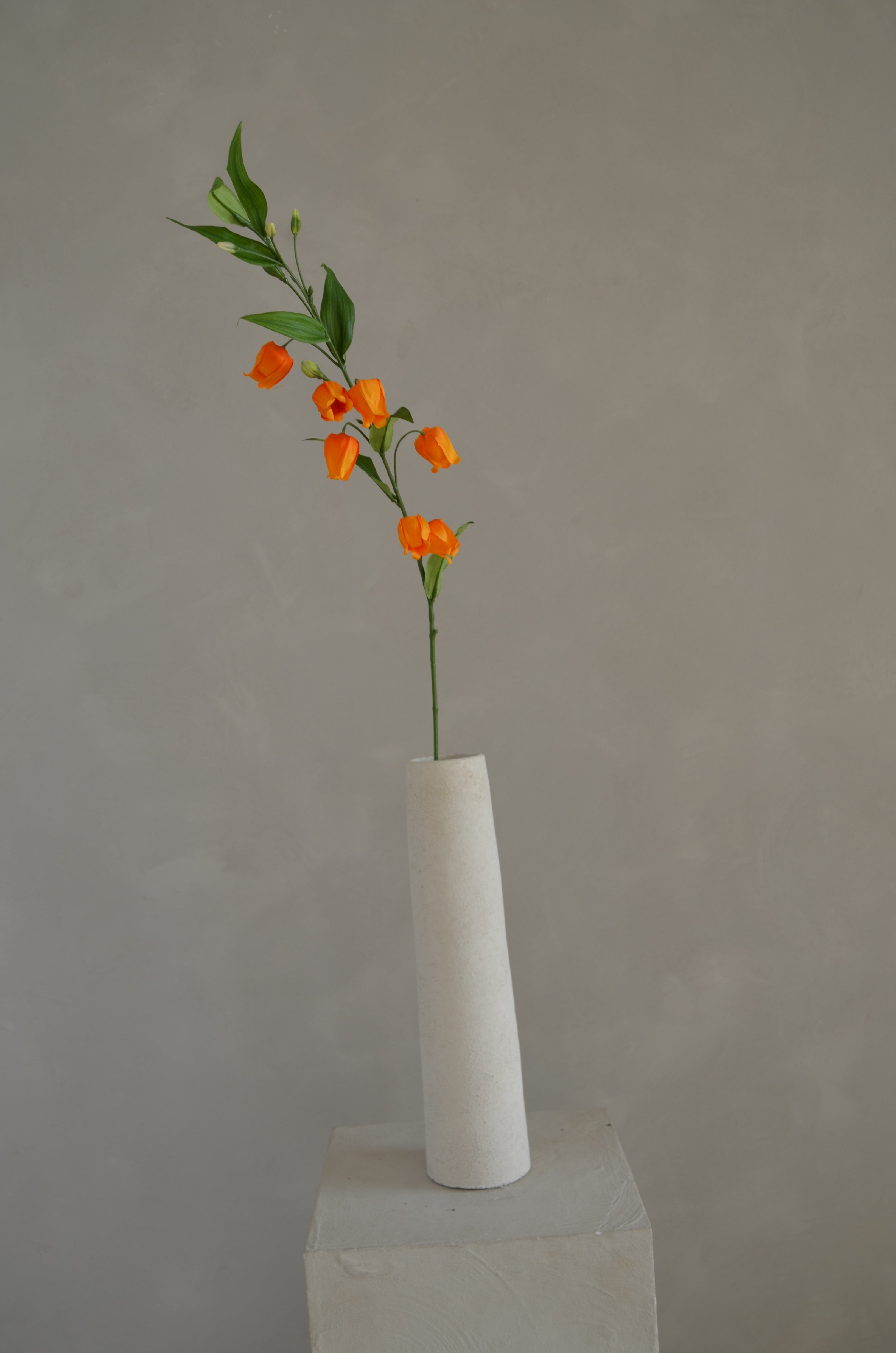 Sandersonia