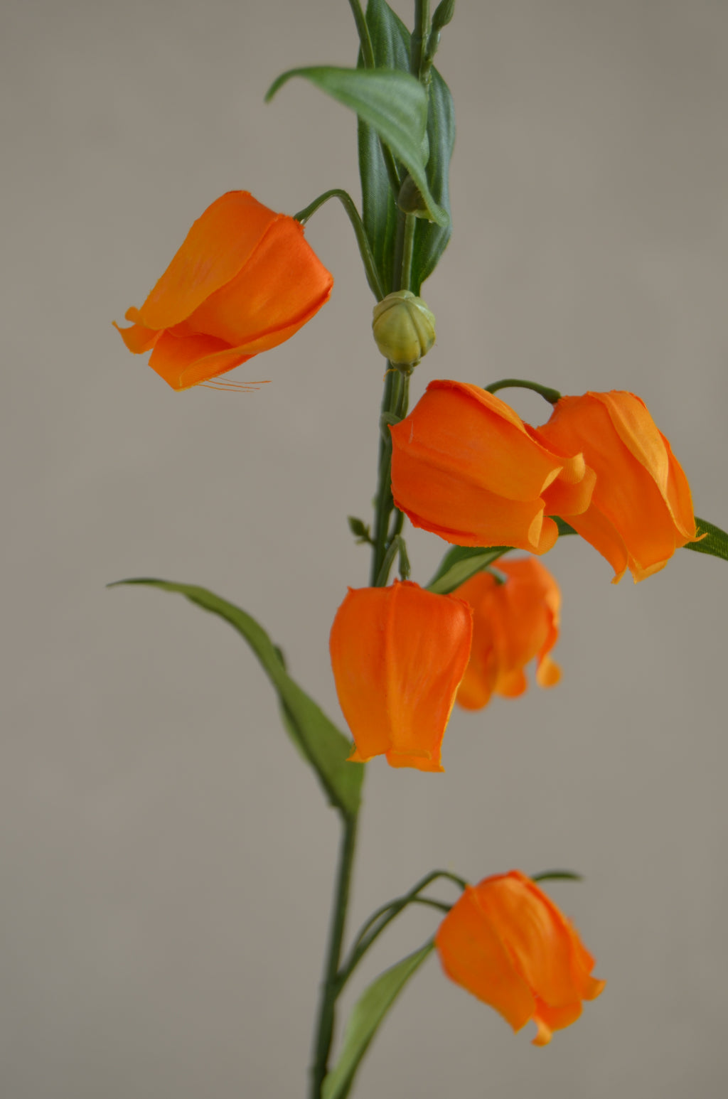 Sandersonia