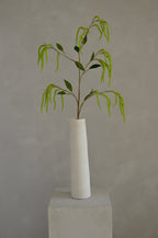 Amaranthus