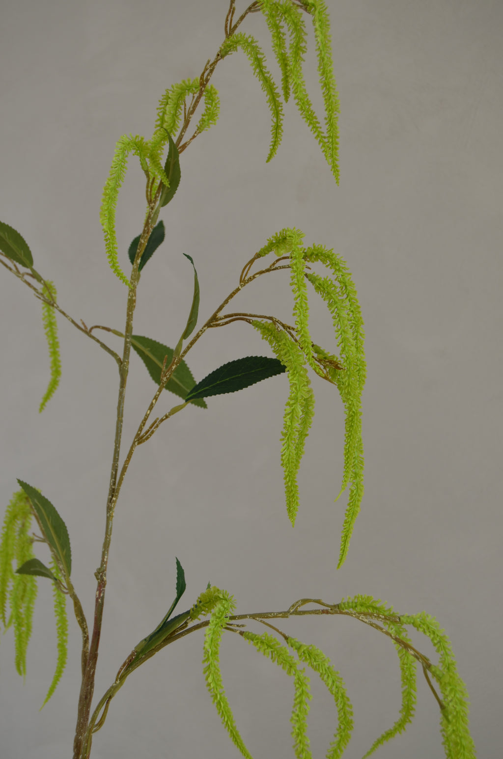 Amaranthus