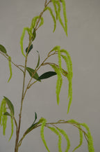 Amaranthus