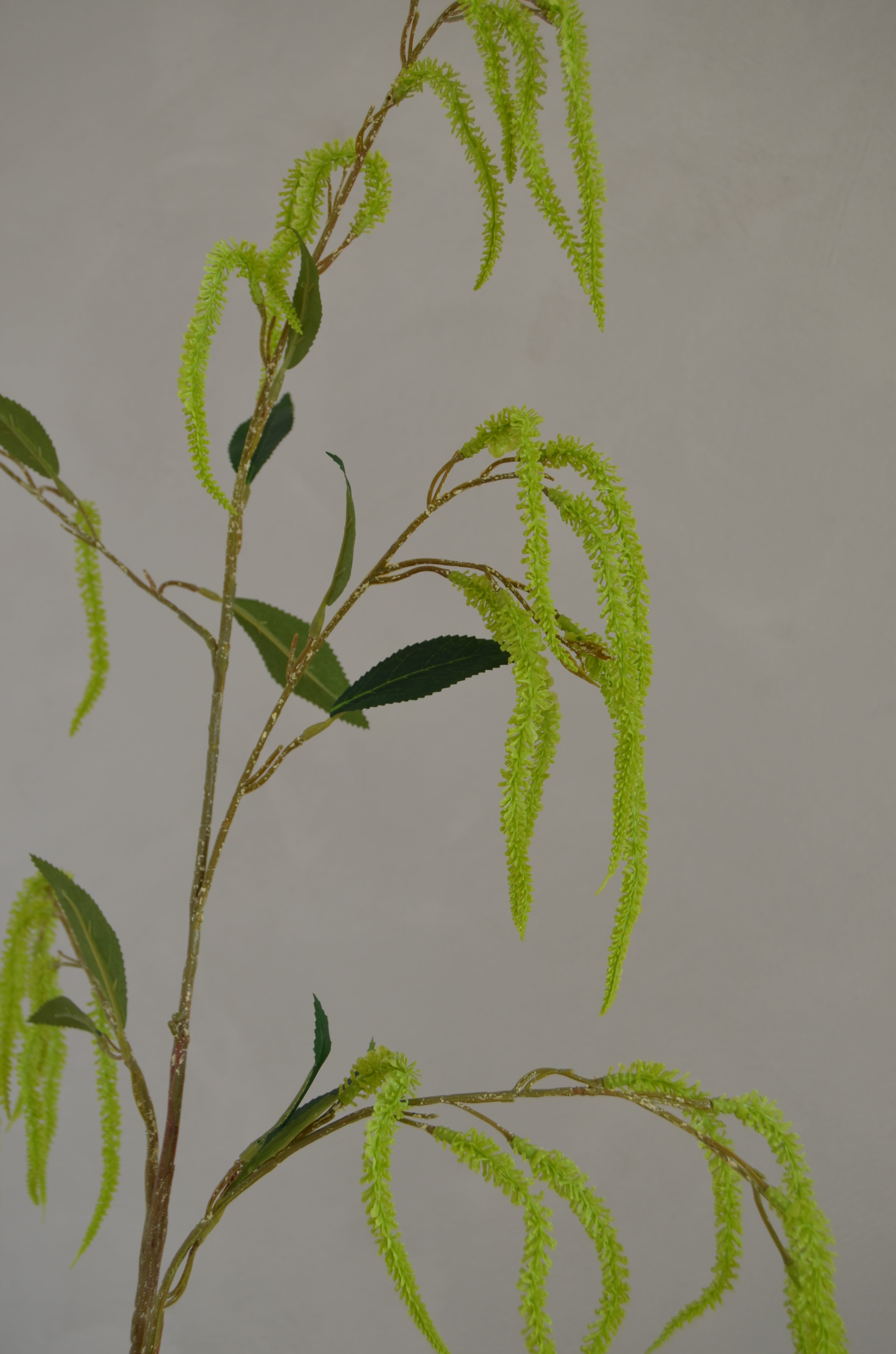 Amaranthus