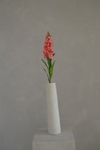 Matthiola koraal