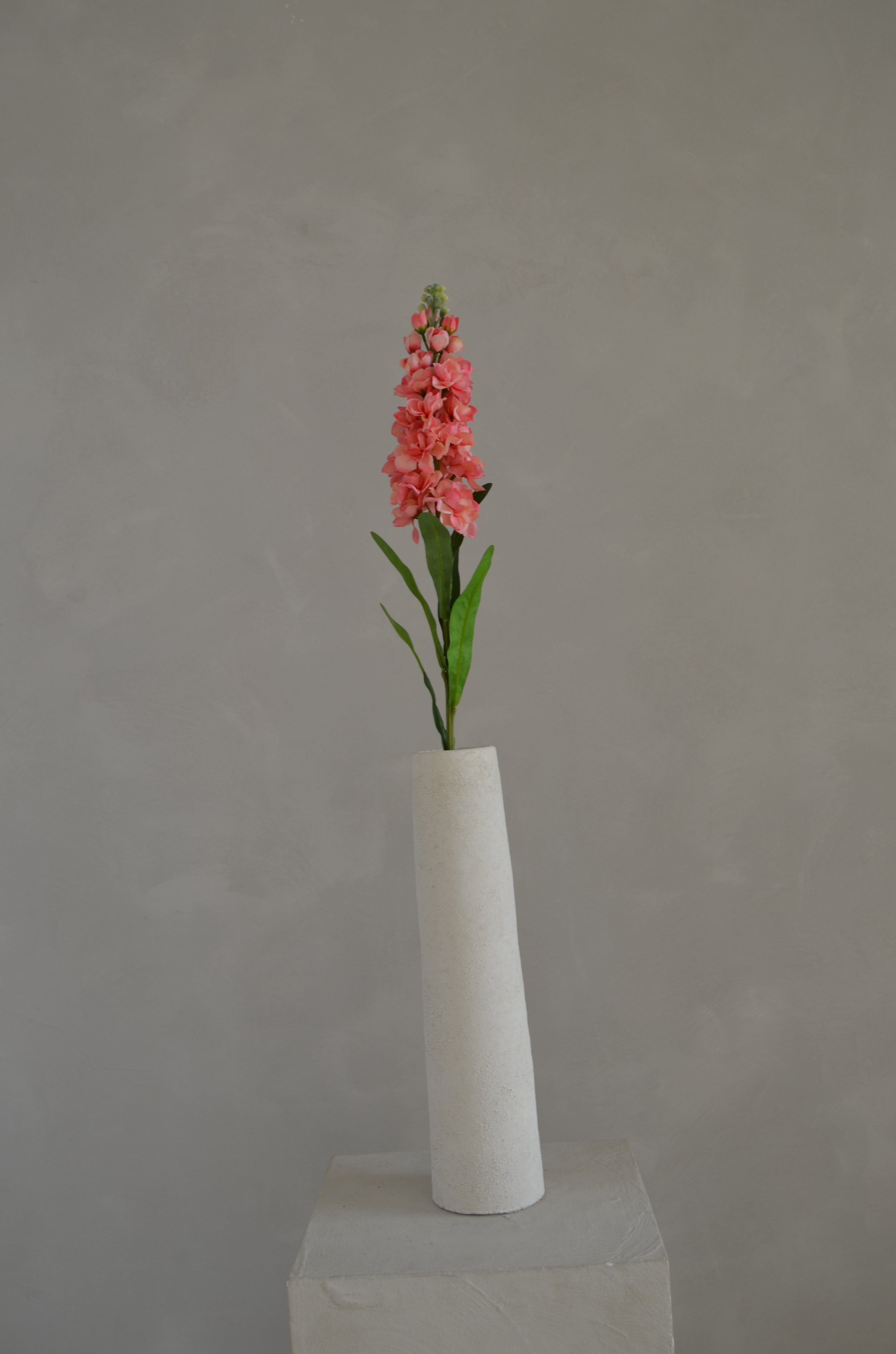Matthiola koraal