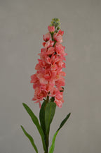 Matthiola koraal