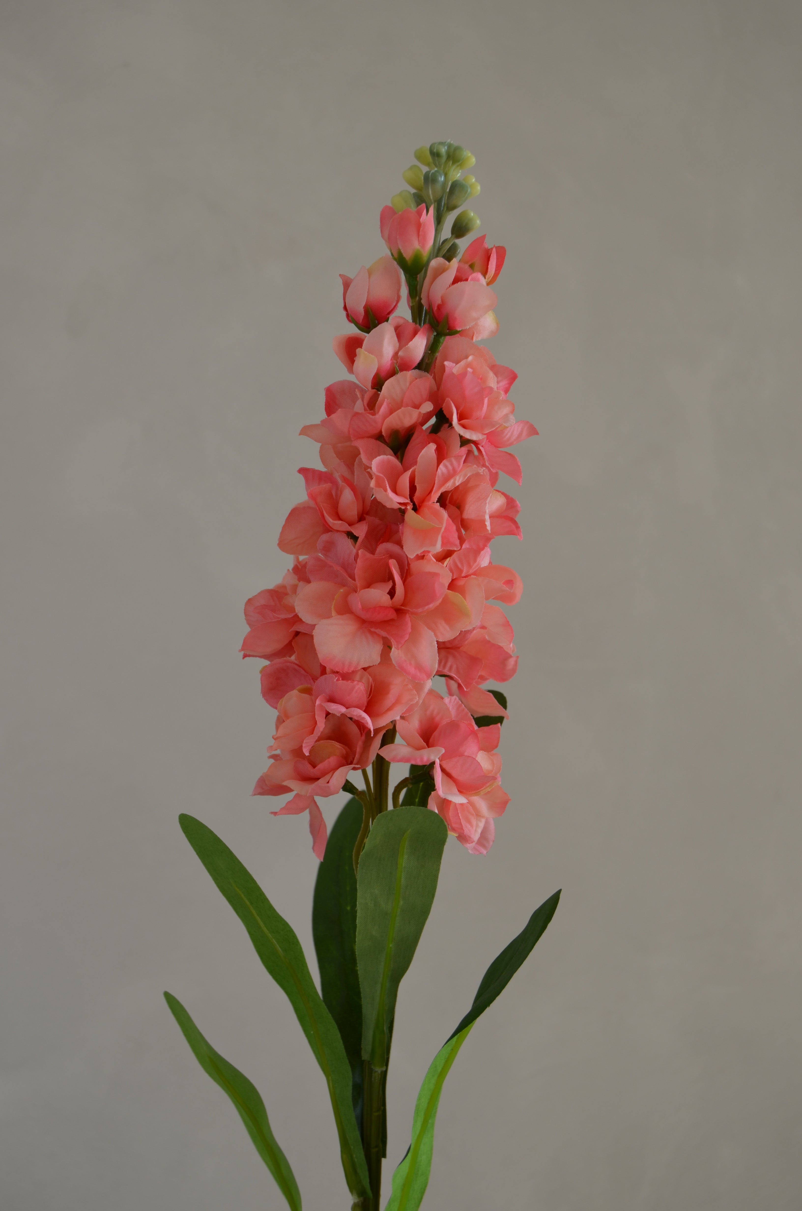 Matthiola koraal