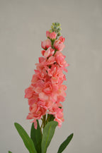 Matthiola koraal