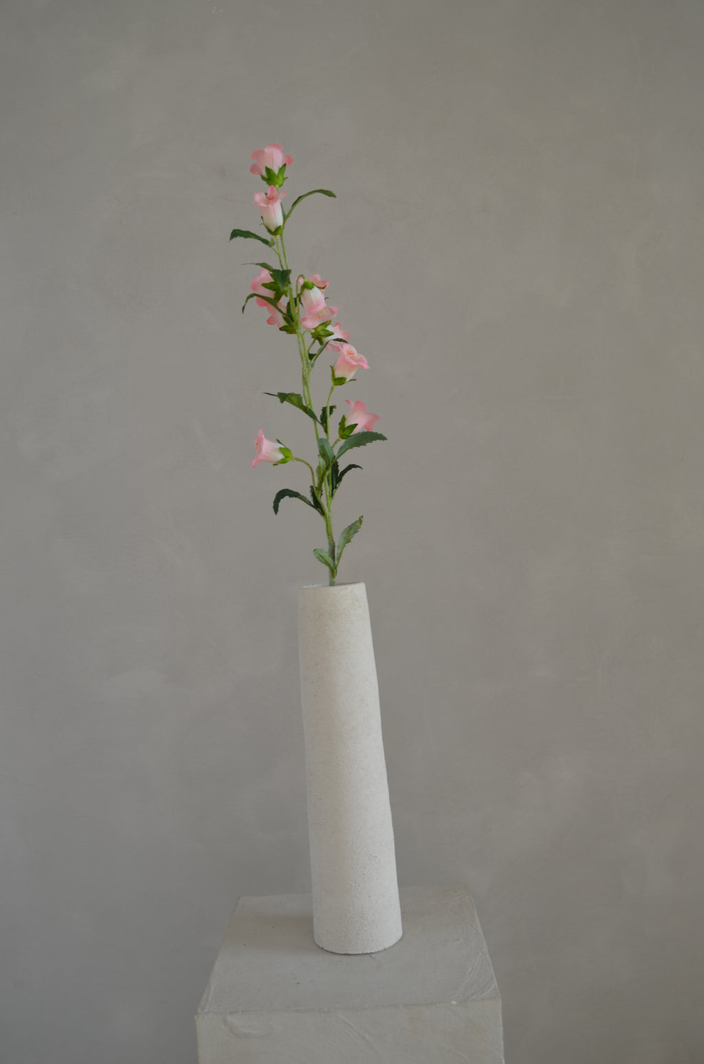 Campanula roze