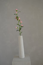 Campanula roze