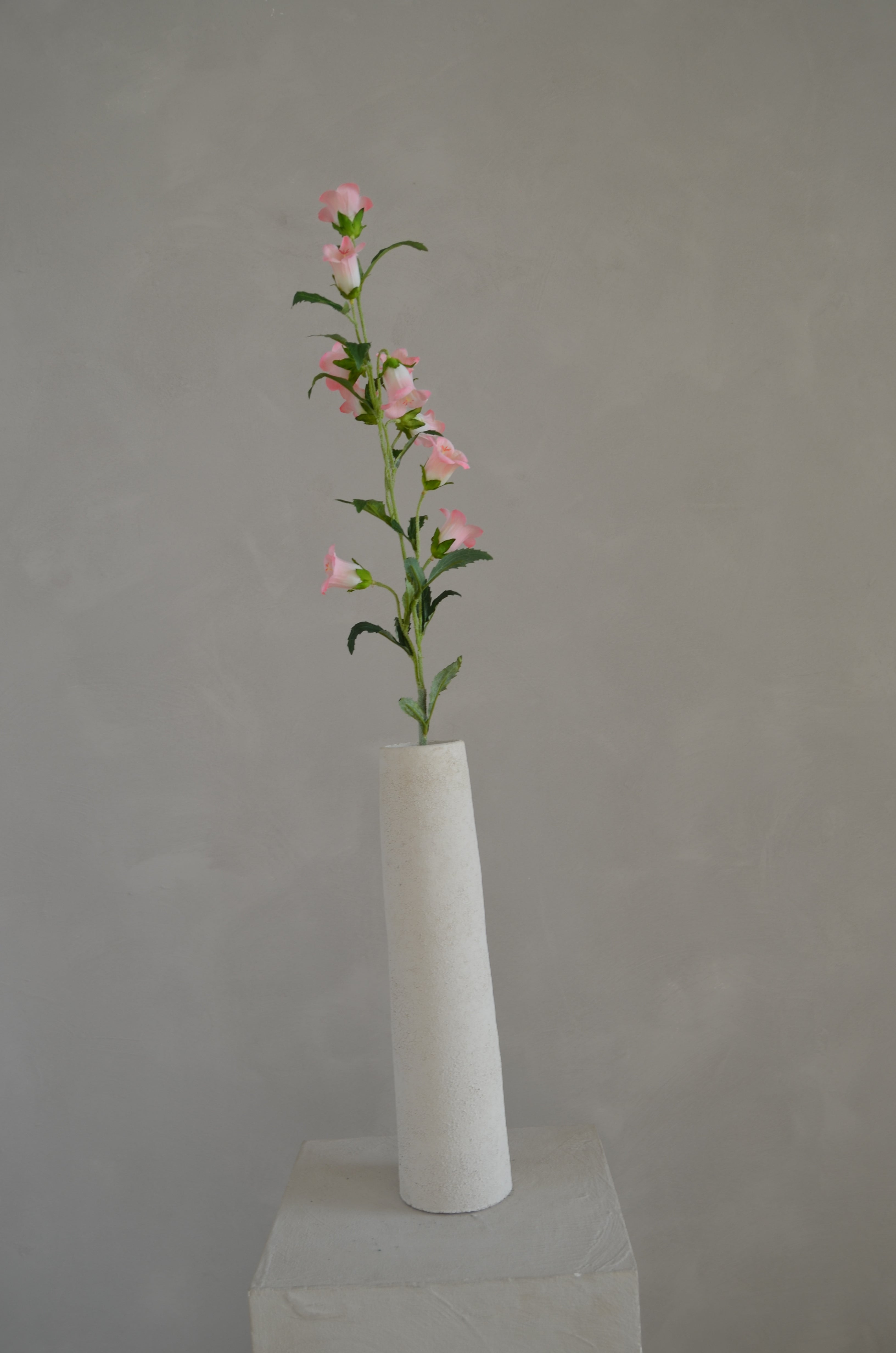 Campanula roze