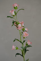 Campanula roze