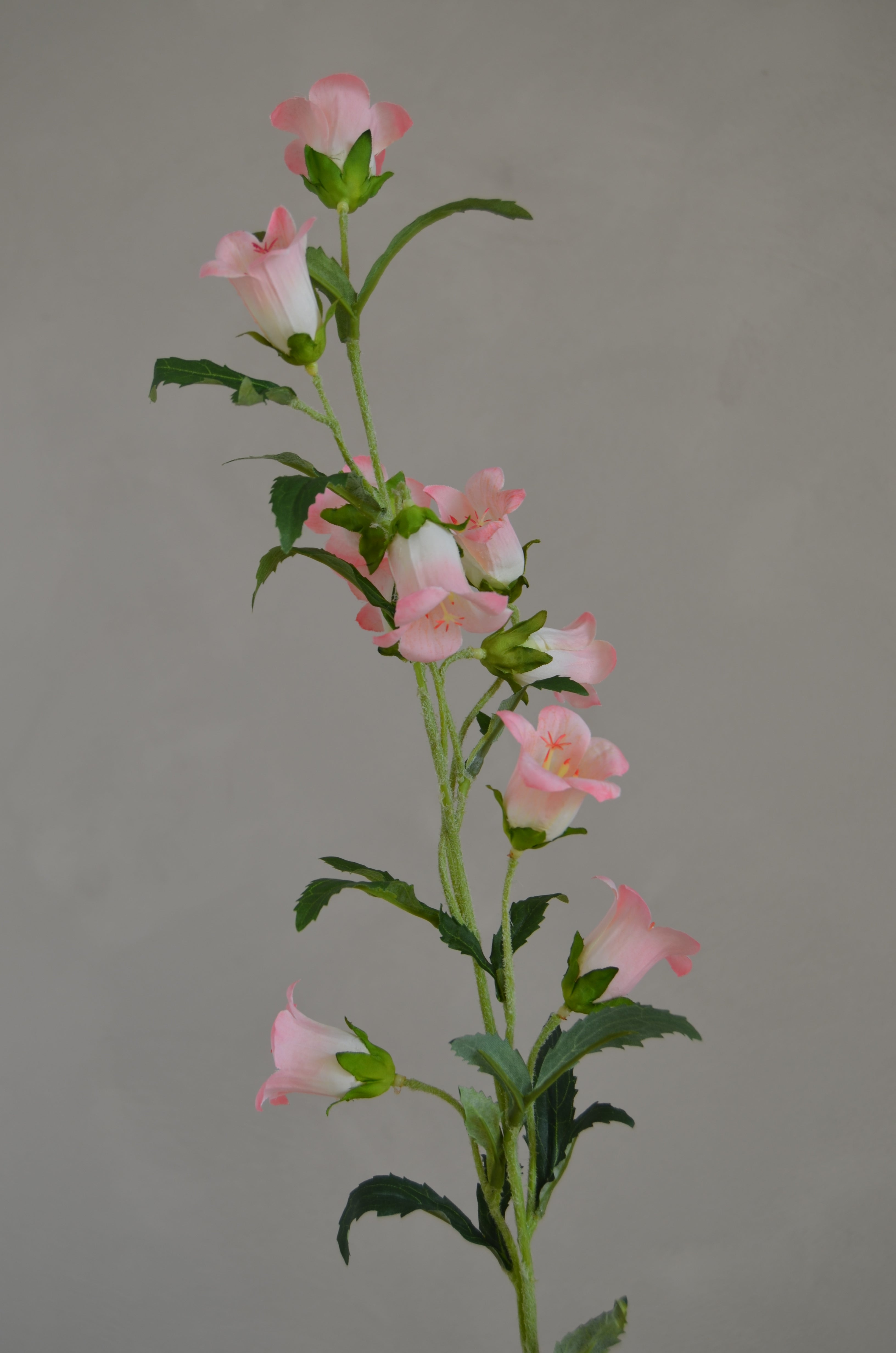Campanula roze