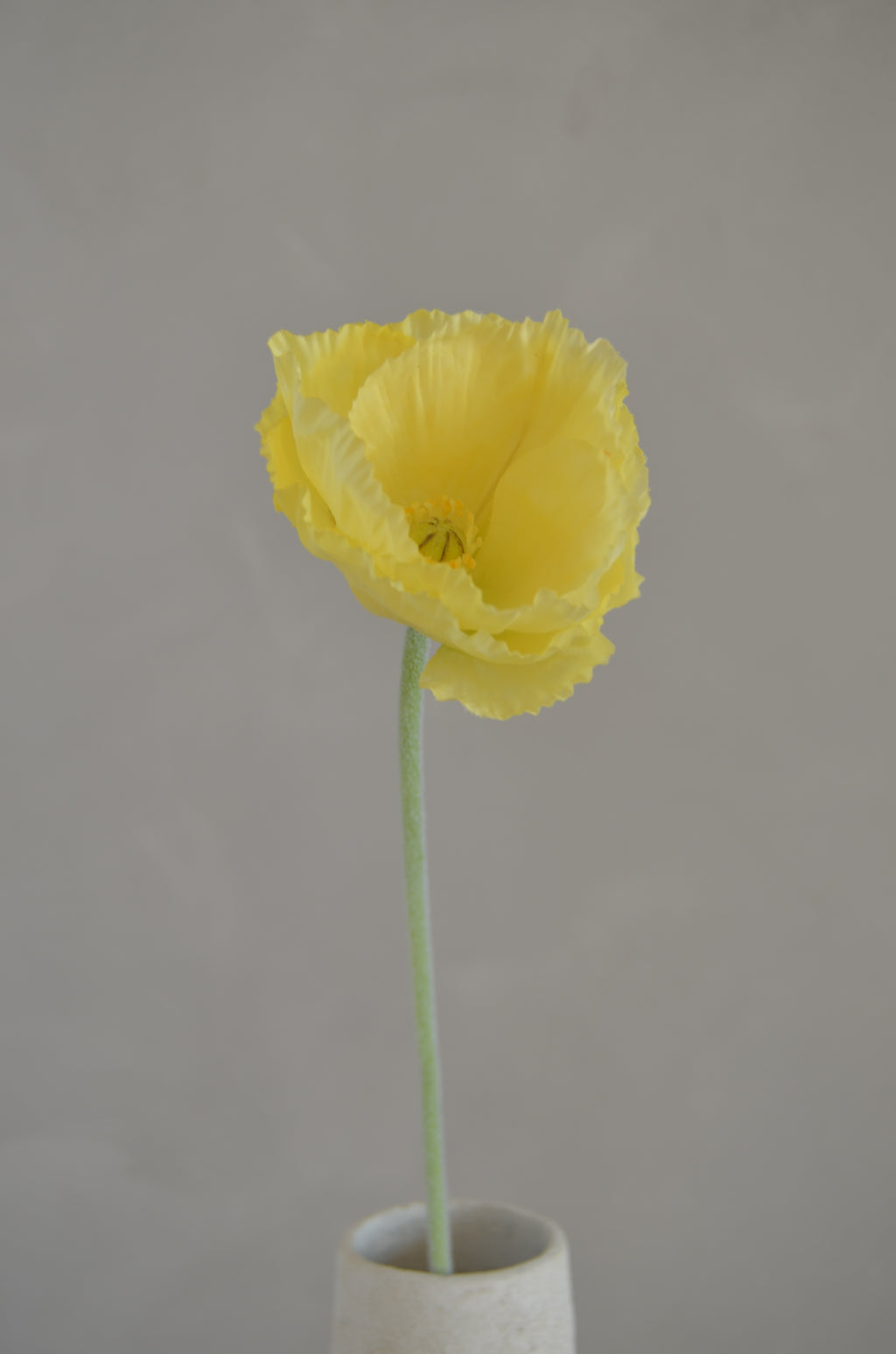 Poppy geel