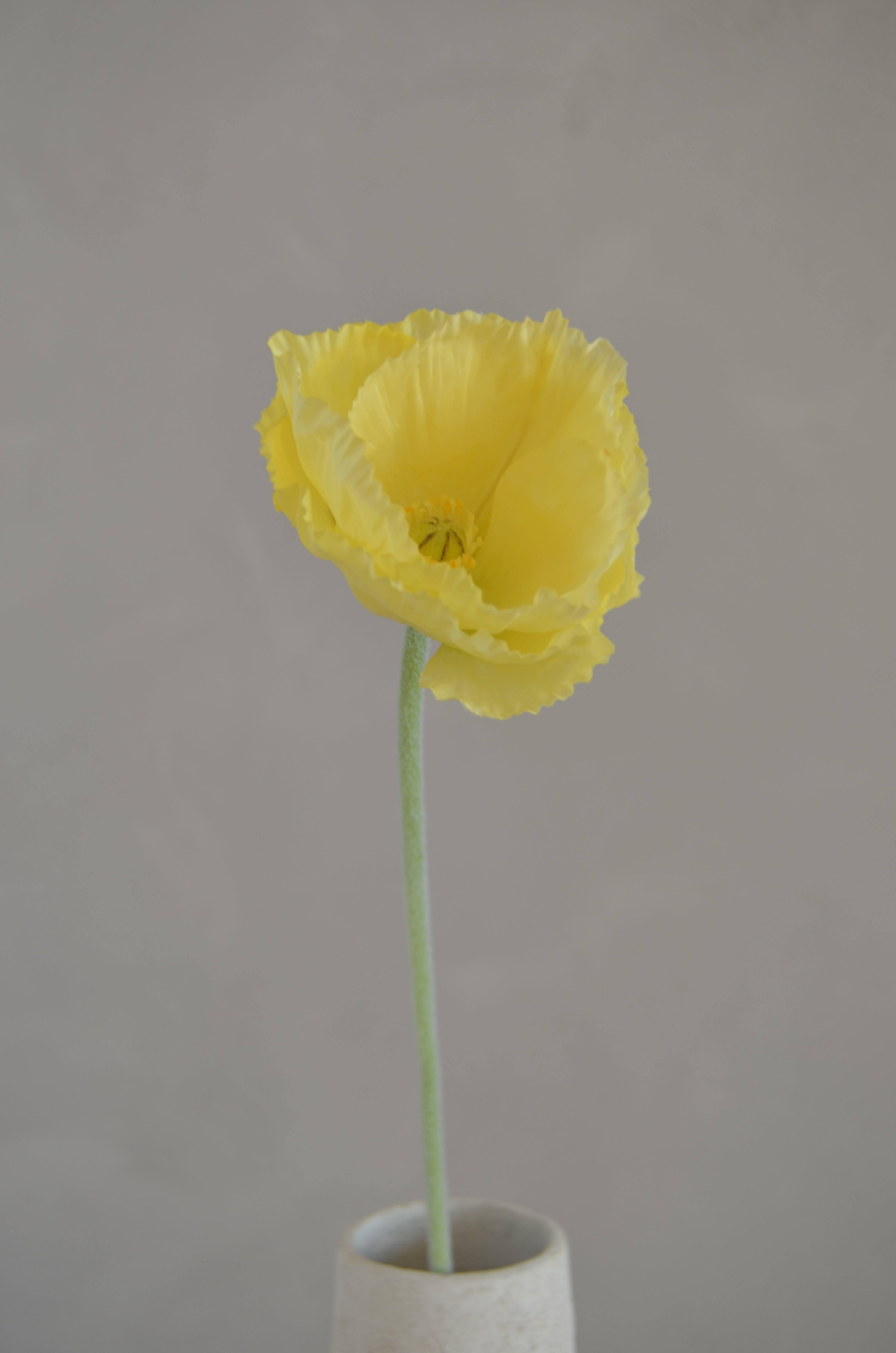 Poppy geel