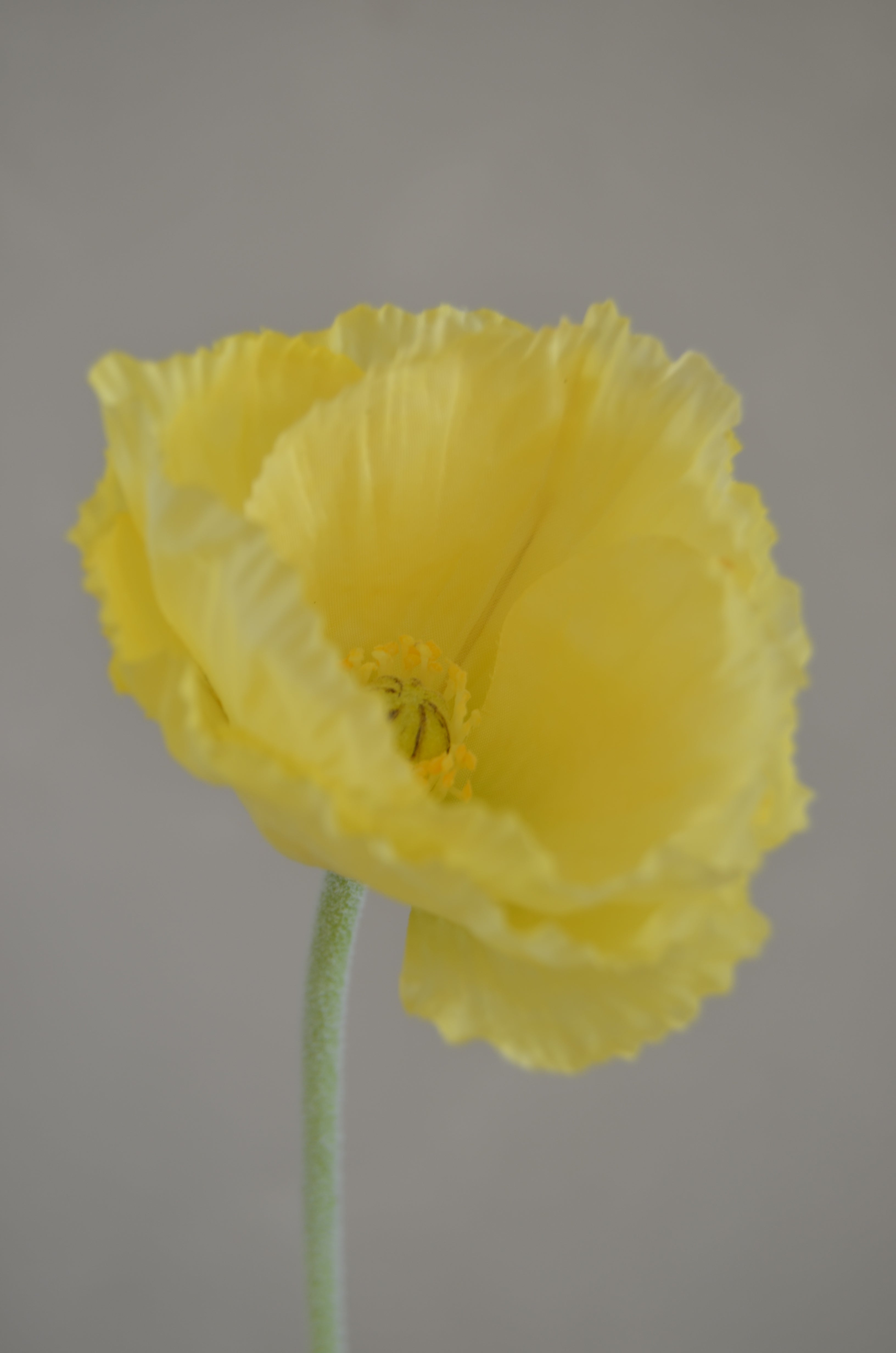 Poppy geel