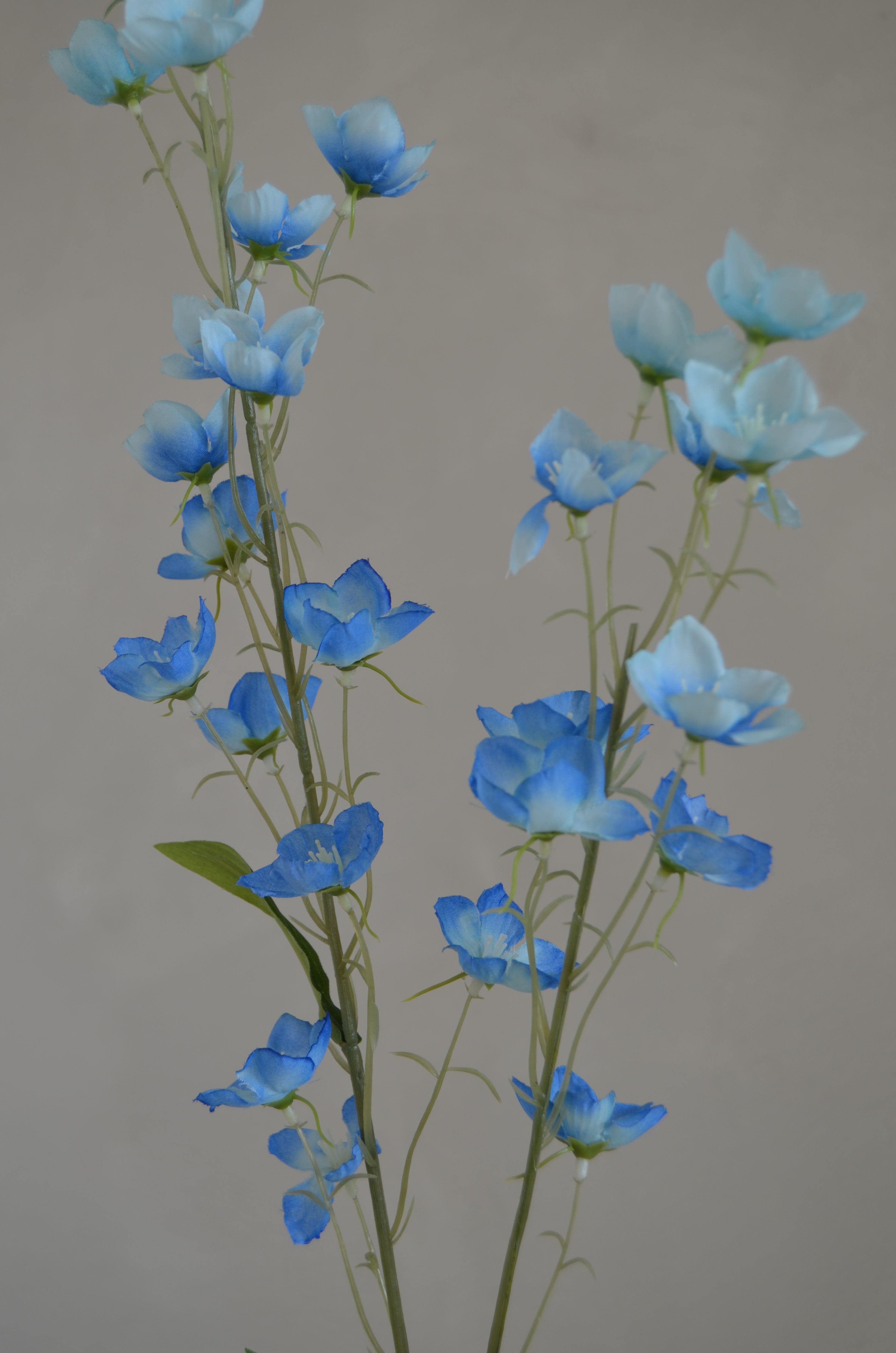 Buttercup blauw