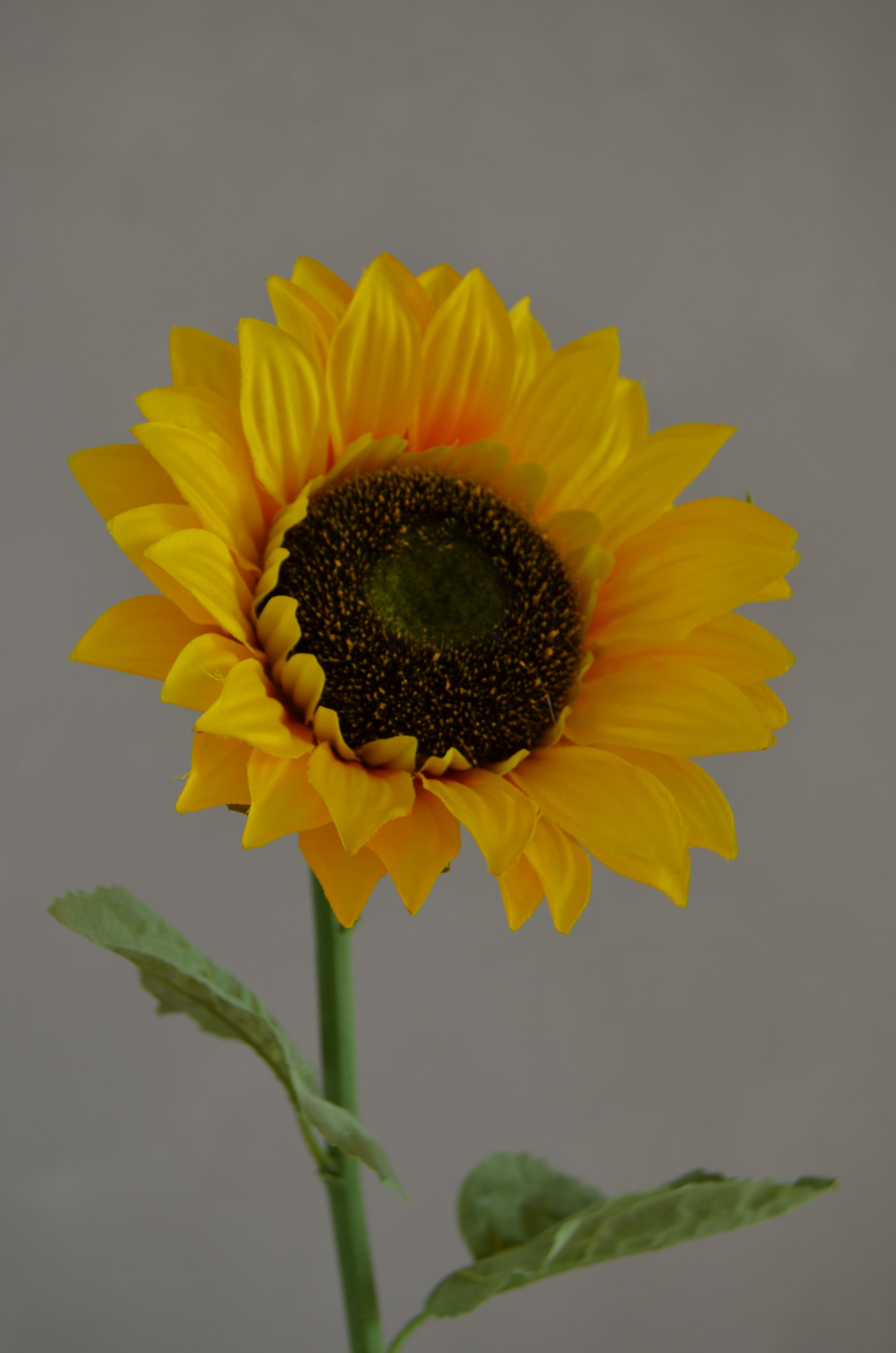 Zonnebloem
