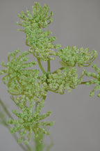 Wilde peen groen