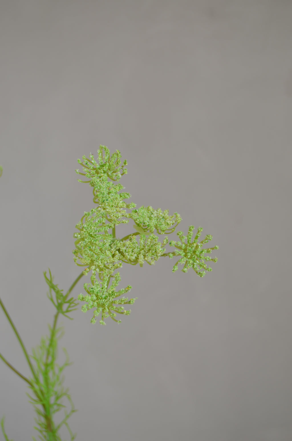 Wilde peen groen