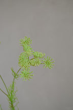 Wilde peen groen