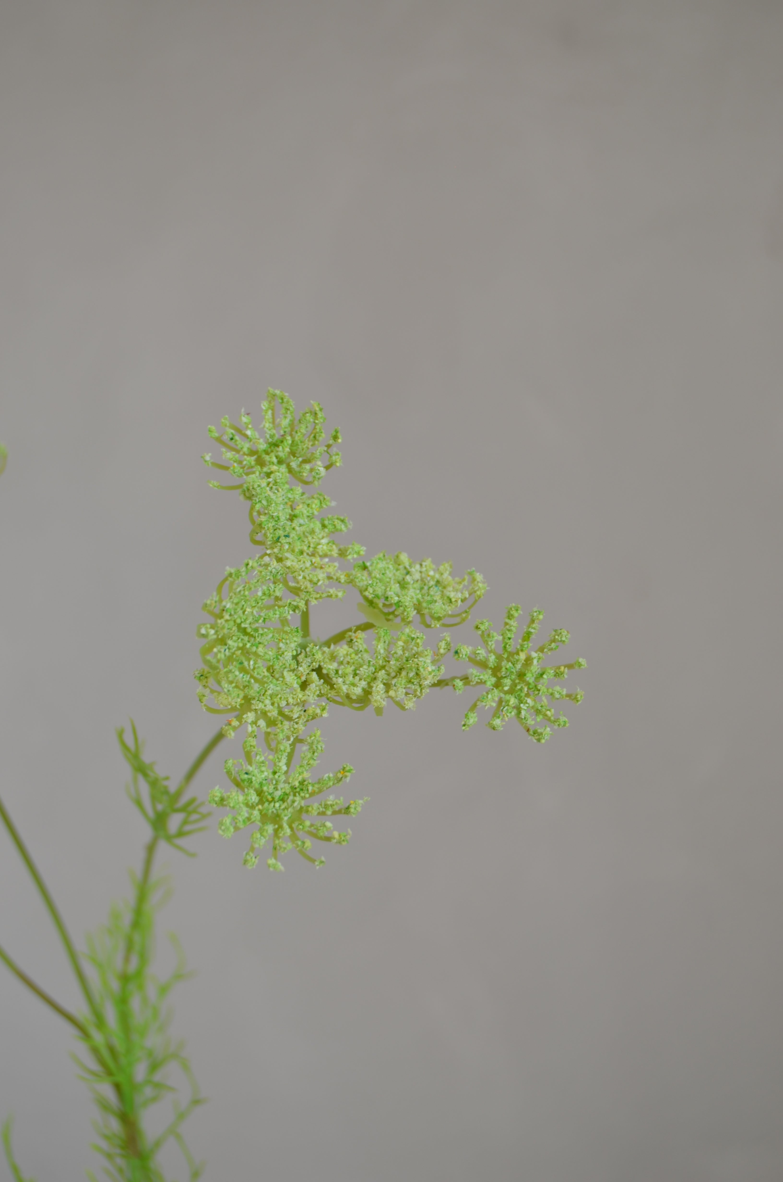 Wilde peen groen