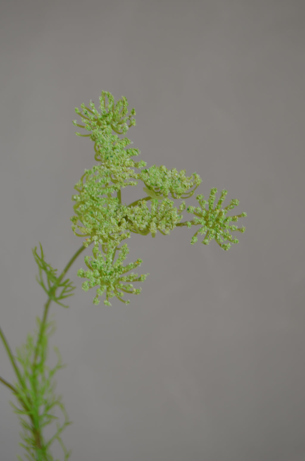 Wilde peen groen