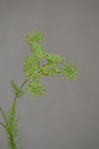 Wilde peen groen