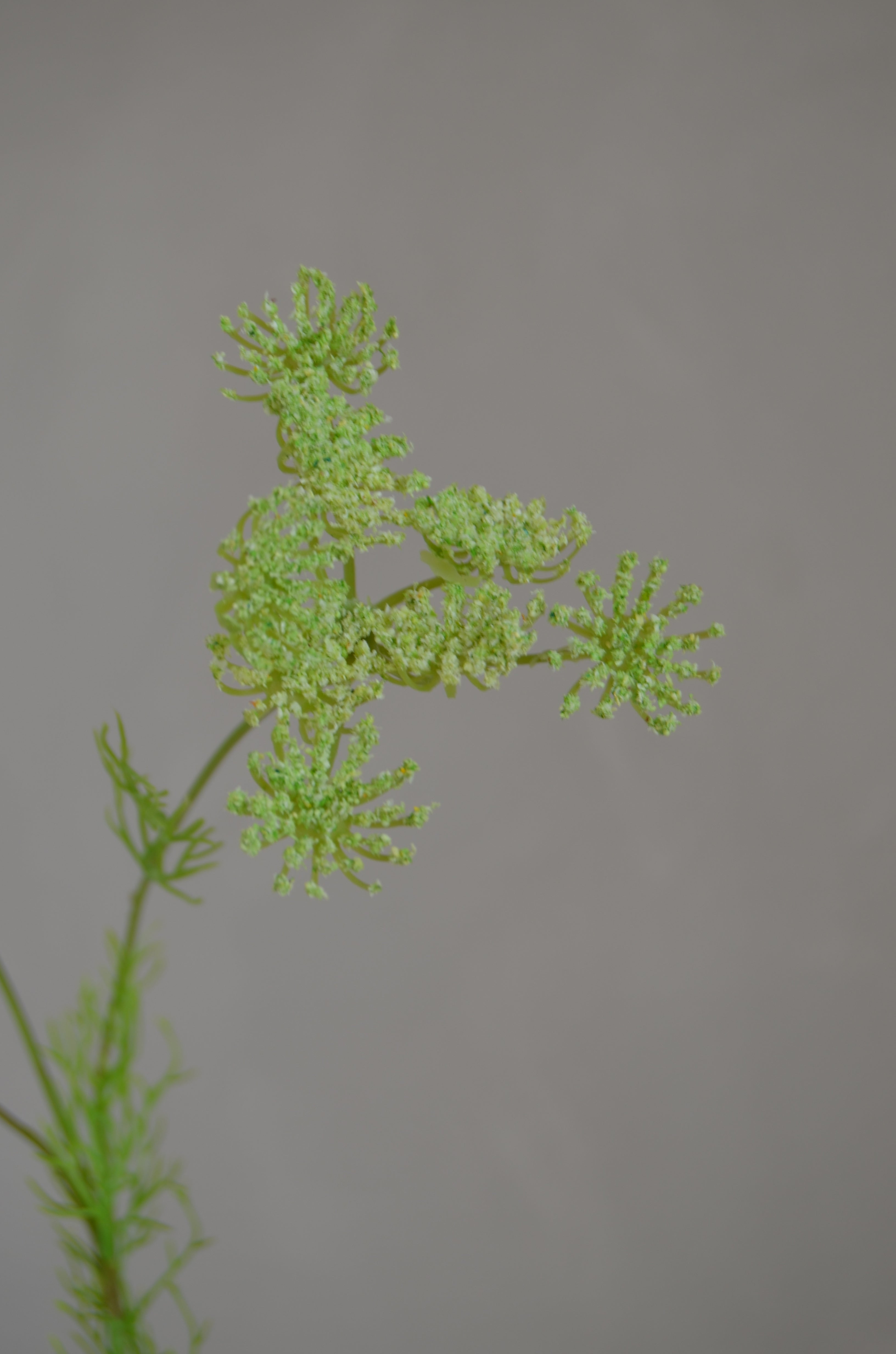 Wilde peen groen