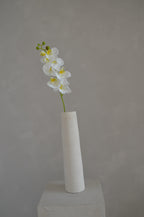 Phalaenopsis wit
