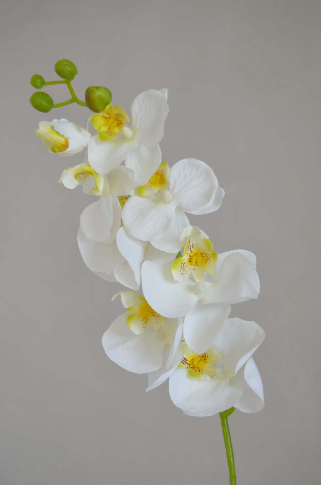 Phalaenopsis wit