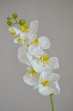 Phalaenopsis wit