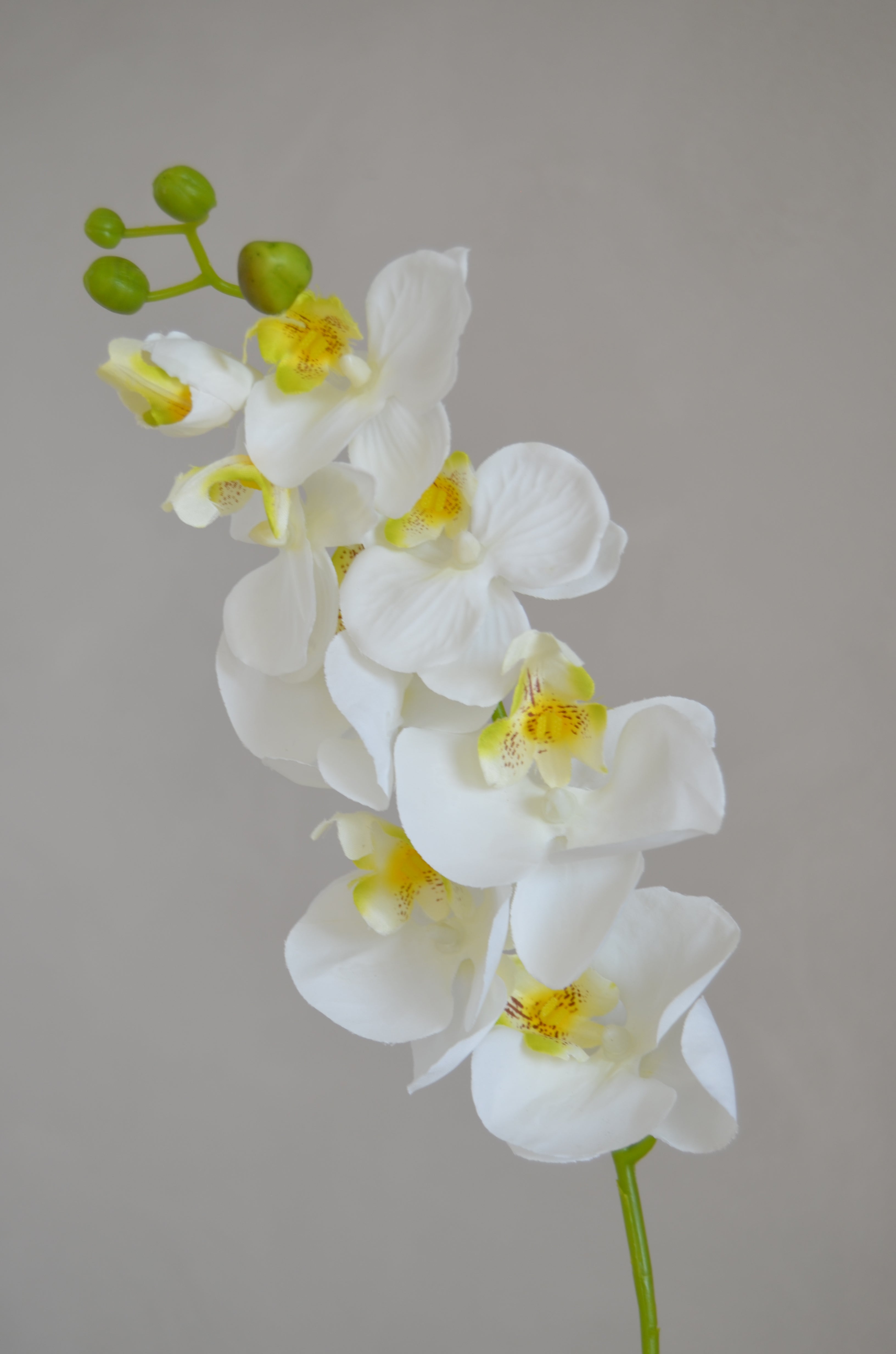 Phalaenopsis wit